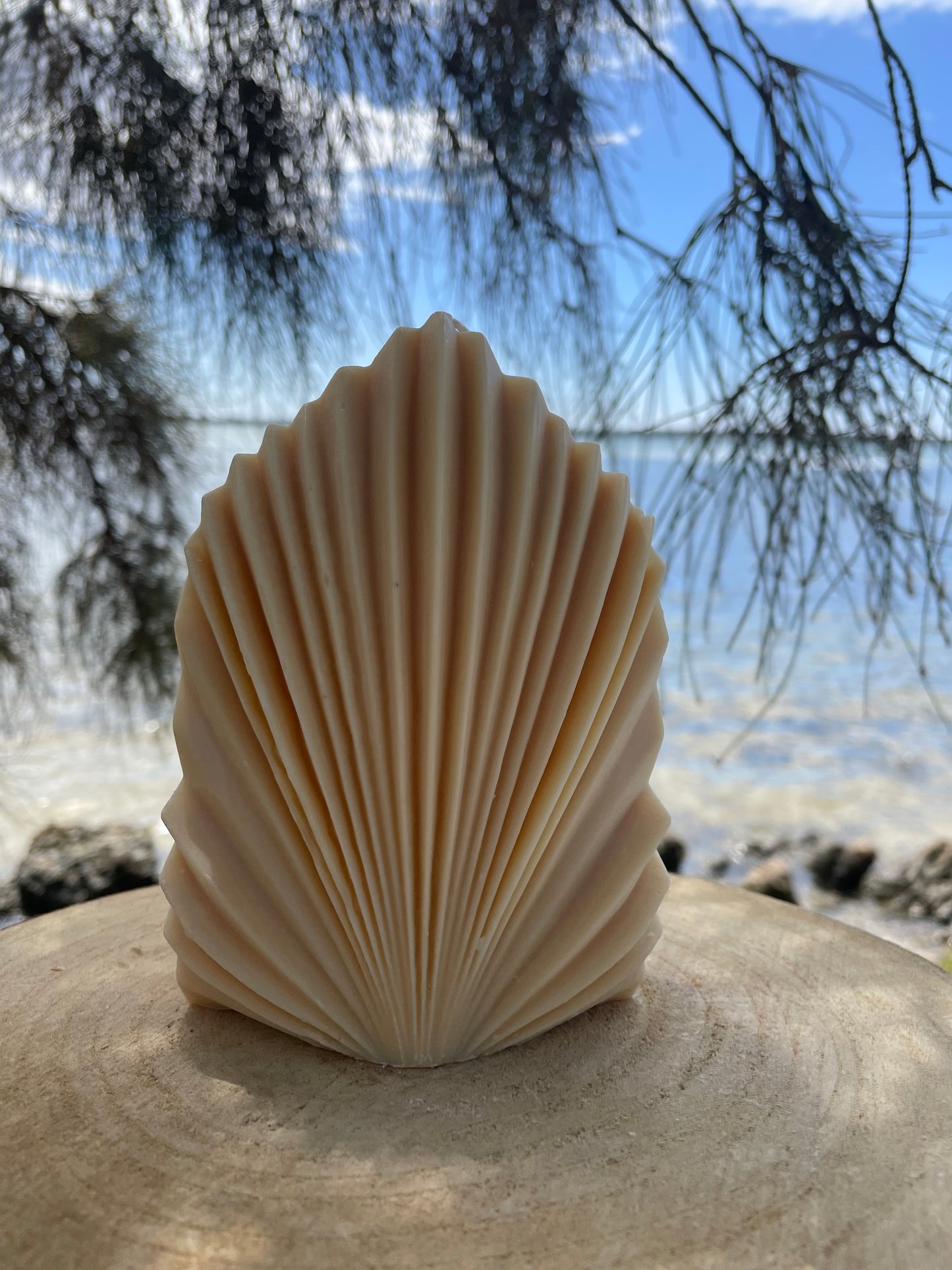 Palm Leave