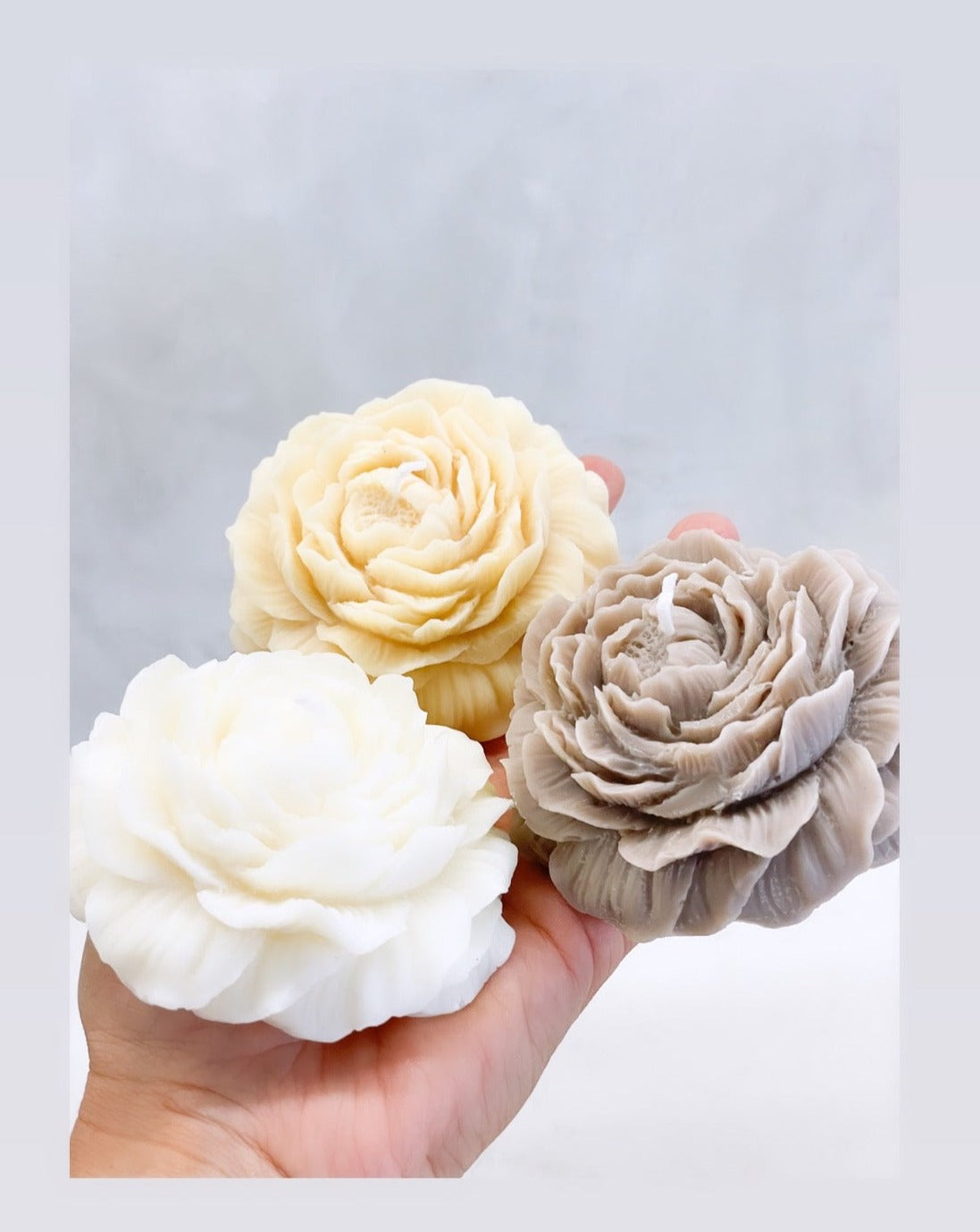 Peony flower