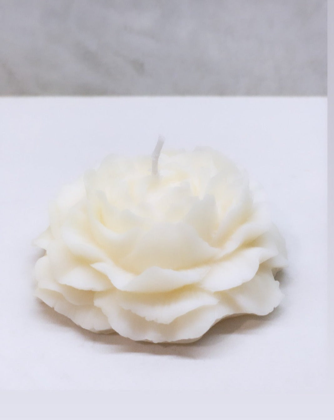 Peony flower
